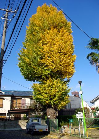 大平いちょう