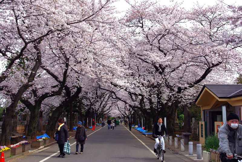 谷中霊園の桜1