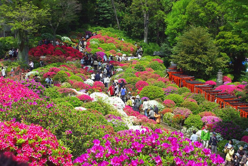 つつじ祭り