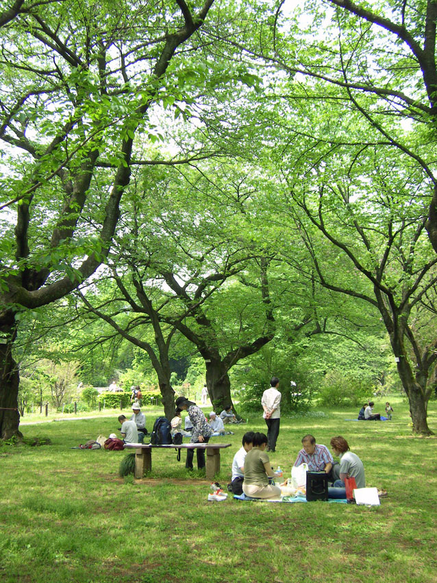 小石川植物園1