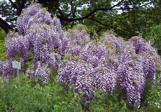 小石川植物園2