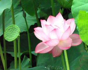 Lotus6